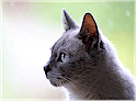 Greater Vancouver Cats Directory
