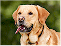 Greater Vancouver Dogs Directory