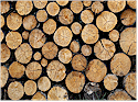 Greater Vancouver Forestry Industry Directory