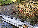 Greater Vancouver Fish Habitat and Salmon Enhancement Directory