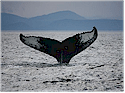 Greater Vancouver Whale Watching Directory