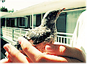 Greater Vancouver Wildlife Rescue Directory