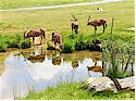 Greater Vancouver Zoo's Directory