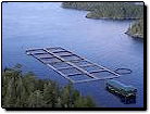 Greater Vancouver Sport Fishing Video: Fish farms are bad for wild Salmon stocks