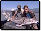 Greater Vancouver Sport Fishing Video: Fishing for Fraser River Sturgeon