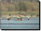 Greater Vancouver Environment Video: The Fraser River Bald Eagle Festival