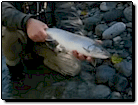 Greater Vancouver Sport Fishing Video: Flyfishing on the Pitt River