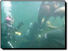Greater Vancouver Recreation Video: Scuba Diving in British Columbia