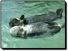 Greater Vancouver Animal Video: Sea Otters at Vancouver Aquarium