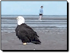 Greater Vancouver Animal Video: Bald Eagles in Vancouver