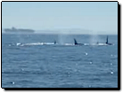 Greater Vancouver Animal Video: Killer Whales in Greater Vancouver