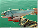 Greater Vancouver Fishing Directory