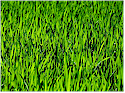 Greater Vancouver Lawn Services for Home Improvement and Home Builders